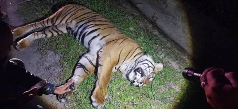 Seekor Harimau Mati Dilanggar di Bentong, Pahang