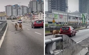 2 Ekor Lembu Terlepas di LDP Sehari Sebelum Aidiladha, Pengguna Lebuhraya Kecoh