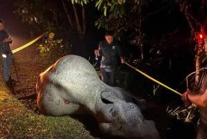 Seekor Gajah Mati Dilanggar Sebuah Treler di Kluang, Johor
