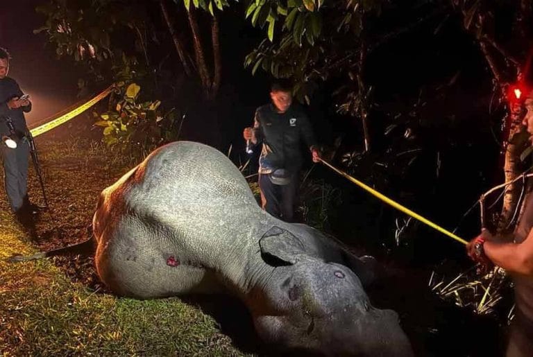 Seekor Gajah Mati Dilanggar Sebuah Treler di Kluang, Johor