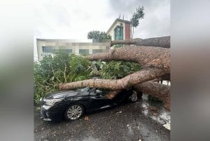 Insiden Angin Kencang di Pulau Pinang, Puluhan Pokok Tumbang Menghempap Kenderaan