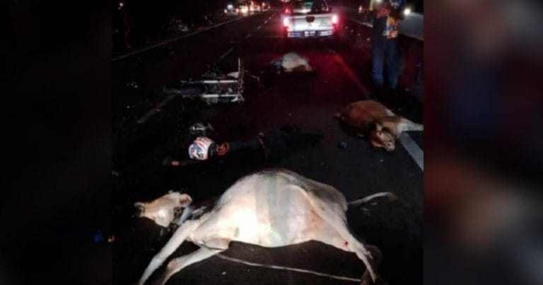 Langgar Lembu Lintas Jalan, Seorang Penunggang Motosikal Maut
