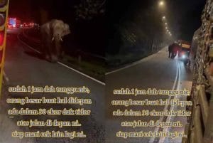 30 Ekor Gajah Main Tengah Jalan, Perjalanan Tergendala Selama 2 Jam