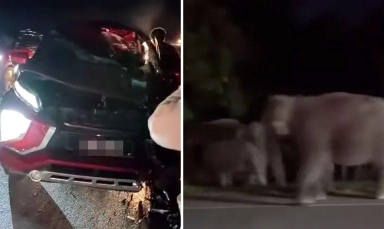 Suami Isteri Cedera Ringan, Kenderaan Rempuh Seekor Gajah di Johor