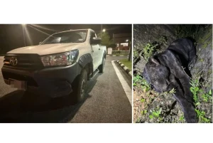 Seekor Harimau Kumbang Mati Dilanggar di LPT2