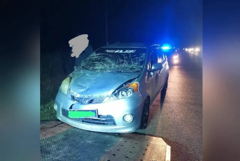Suami Isteri Nyaris Maut, Rempuh Seekor Gajah di Lebuh Raya