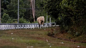 Wanita Cedera,Akibat Merempuh Seekor Gajah Dengan Keretanya