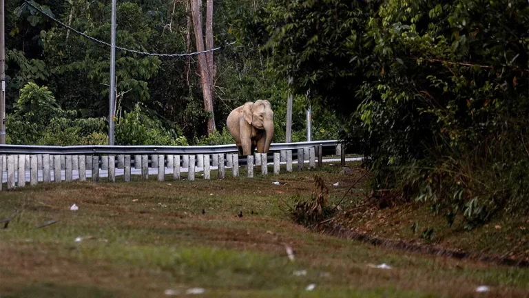 Wanita Cedera,Akibat Merempuh Seekor Gajah Dengan Keretanya