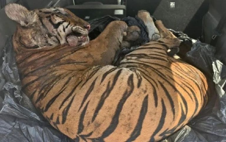 Tiga Lelaki Ditahan, Bangkai Harimau Belang Dengan 6 Kesan Tembakan Ditemui dalam Kereta