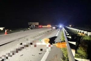 Pasangan Pesara Nyaris Maut, Kereta Rempuh Sekumpulan Lembu di LPT2