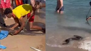 Belut Besar Muncul Di Pantai Hurghada, Pelancong Asing Cedera Digigit