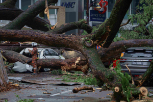Jangan Jadi Mangsa Pokok Tumbang, Kenali Tanda Awal Sebelum Terlambat