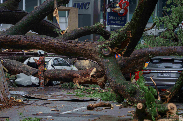 Pokok Tumbang