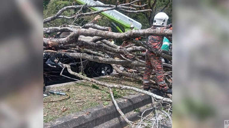 MBSA Kenal Pasti 15 Pokok Berisiko Selepas Insiden Pokok Tumbang di Shah Alam