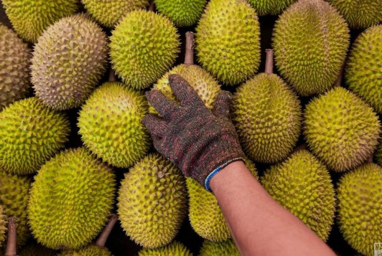 harga durian