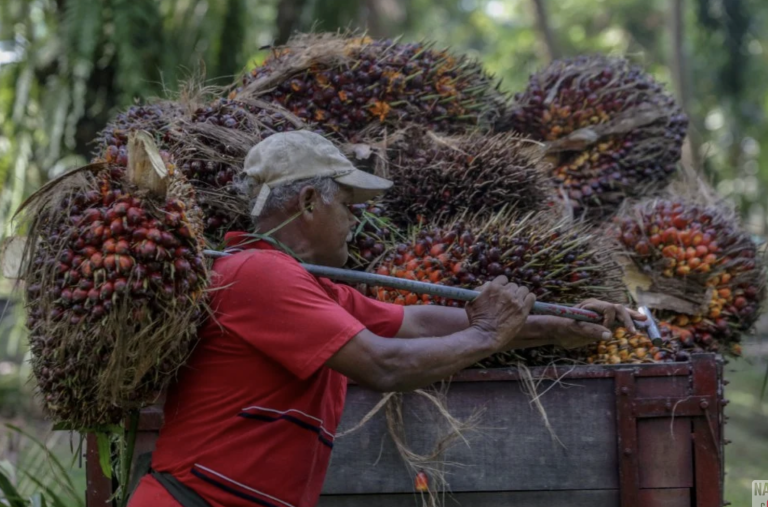 Krisis Tenaga Global Tingkat Permintaan Minyak Sawit Malaysia