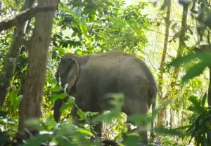 Warga Emas Dipijak Gajah Liar: Tragedi Di Ladang Sawit Lahad Datu Cetus Kebimbangan