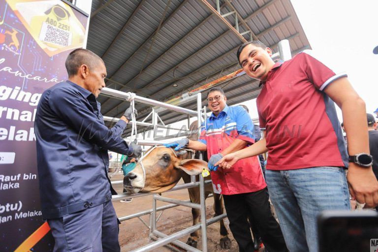 Melaka Jadi Negeri Pertama Perkenal ‘IC Digital’ Untuk Lembu Dan Kerbau