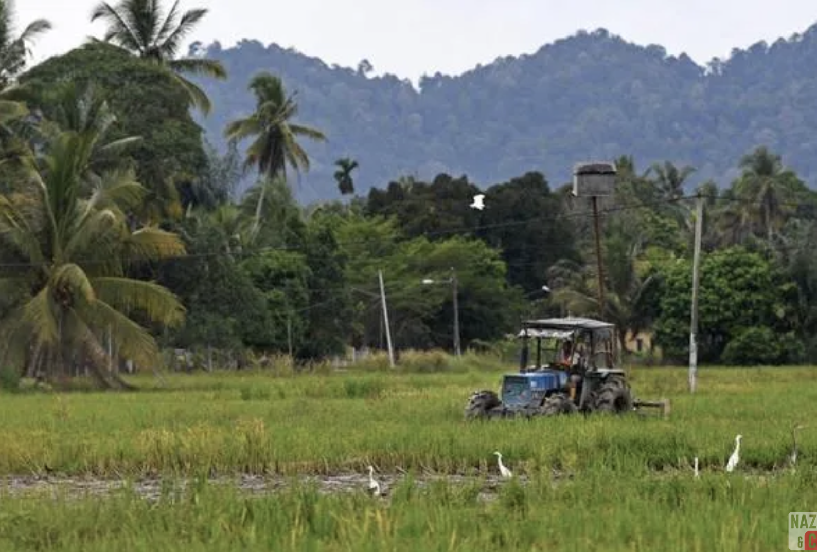 Pesawah