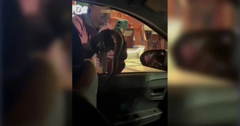 Tular Lelaki Acu Ular Ke Dalam Kereta Wanita Di Banda Hilir, Cetus Kebimbangan Orang Awam